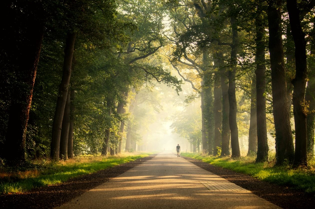 Quiet tree-lined path in morning light